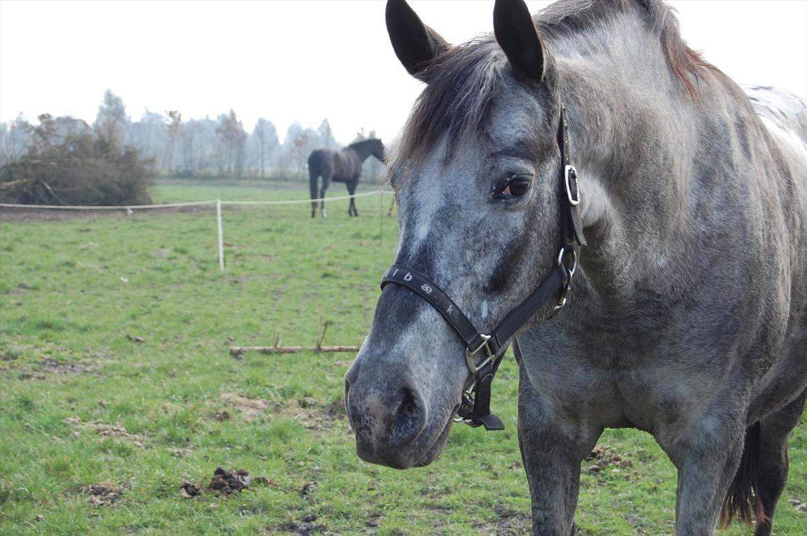 Knabstrupper Plaisir billede 3