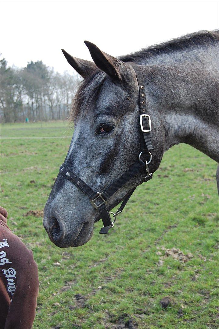 Knabstrupper Plaisir billede 4