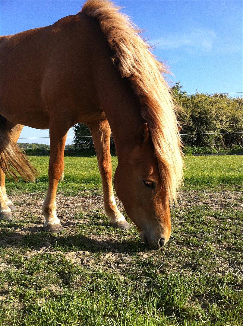 Anden særlig race Alfagjøf (Alfa) *Solgt* billede 2