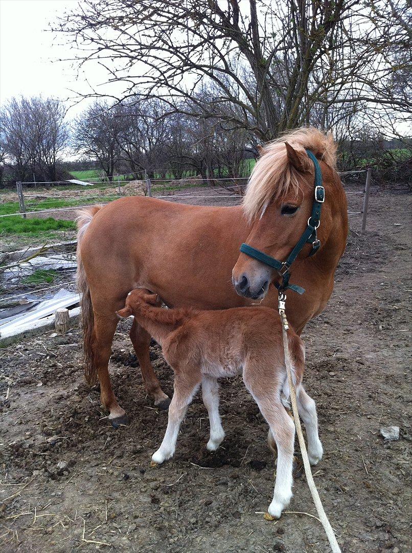 Anden særlig race Alfagjøf (Alfa) *Solgt* billede 4