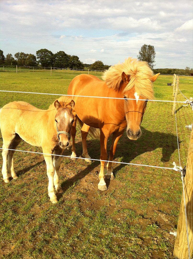 Anden særlig race Alfagjøf (Alfa) *Solgt* billede 5