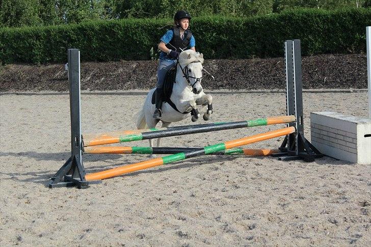 Anden særlig race Kalhaves Laban billede 1