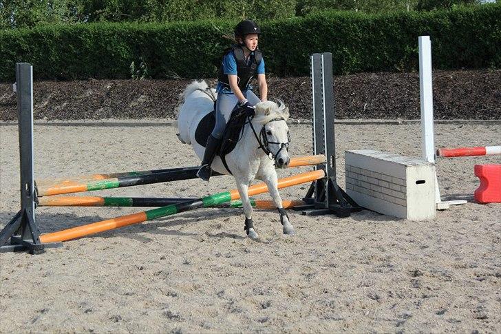 Anden særlig race Kalhaves Laban billede 2