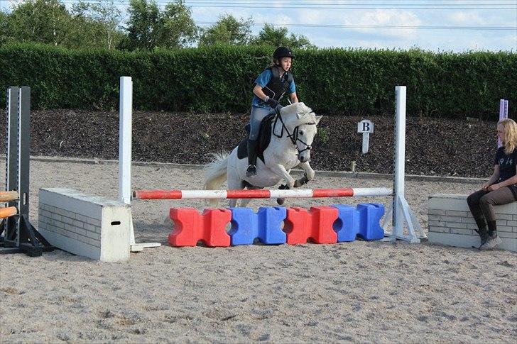 Anden særlig race Kalhaves Laban billede 4