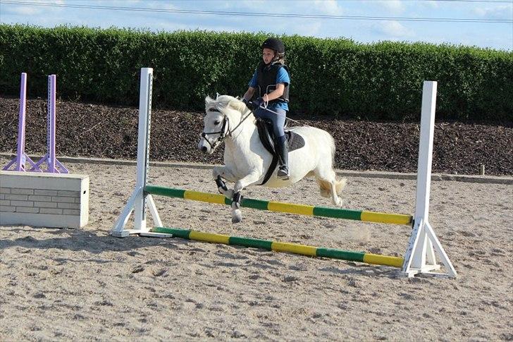 Anden særlig race Kalhaves Laban billede 5