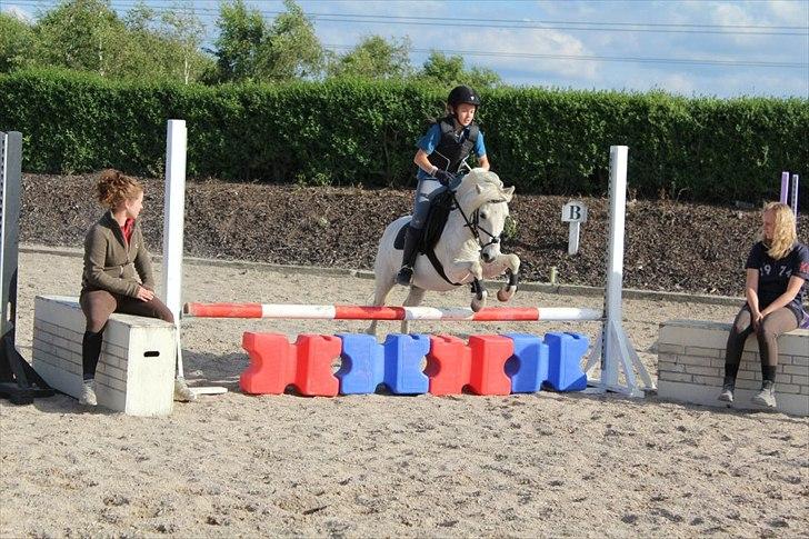 Anden særlig race Kalhaves Laban billede 6