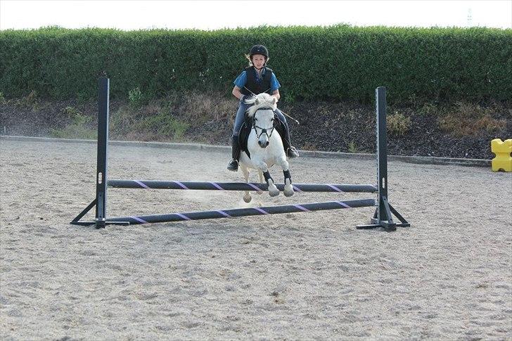 Anden særlig race Kalhaves Laban billede 7