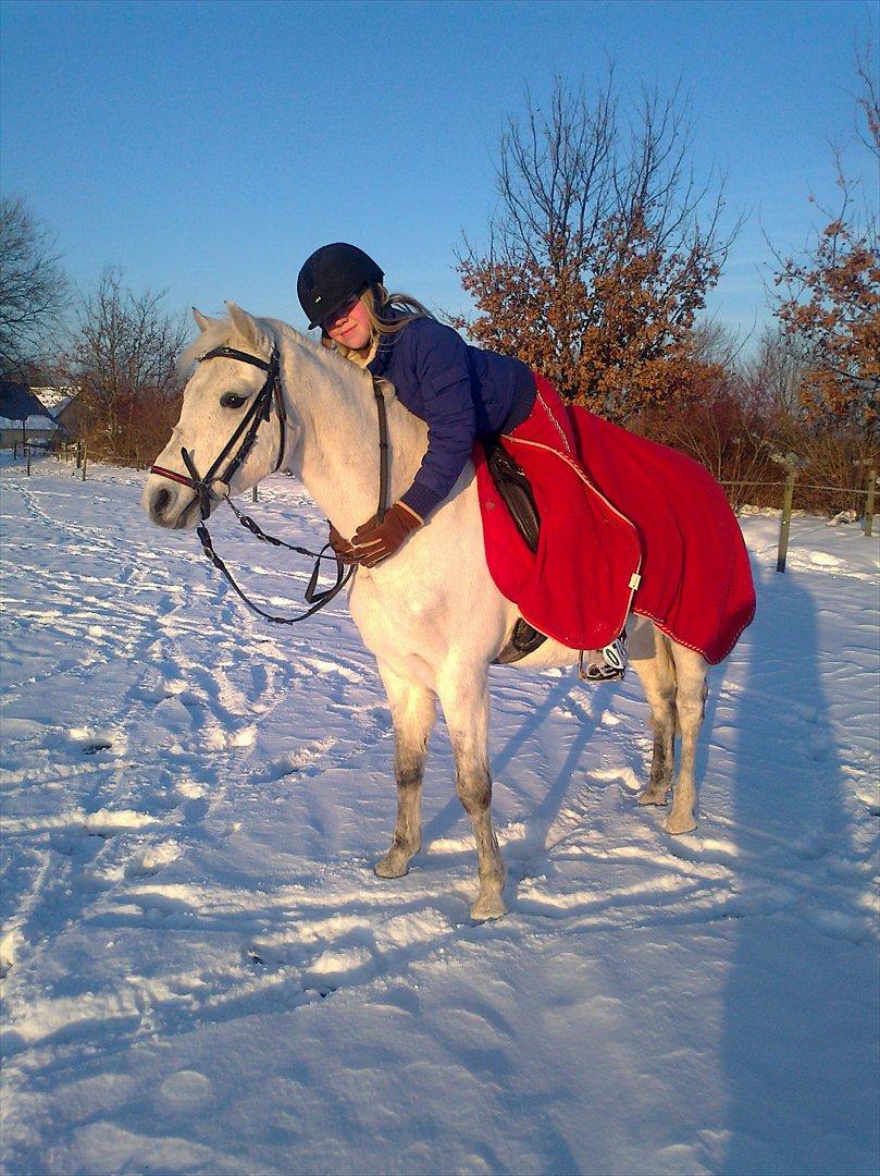 Welsh Pony (sec B) Skovbjergs Choice billede 12