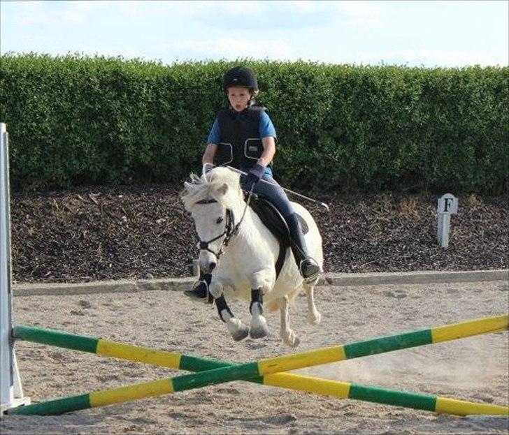 Anden særlig race Kalhaves Laban billede 10