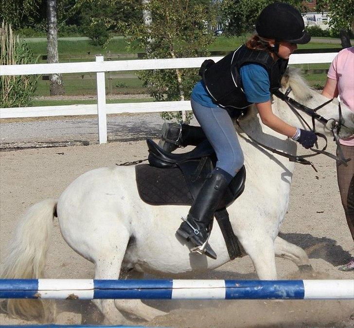 Anden særlig race Kalhaves Laban billede 13