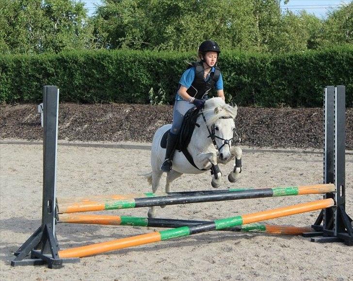 Anden særlig race Kalhaves Laban billede 14