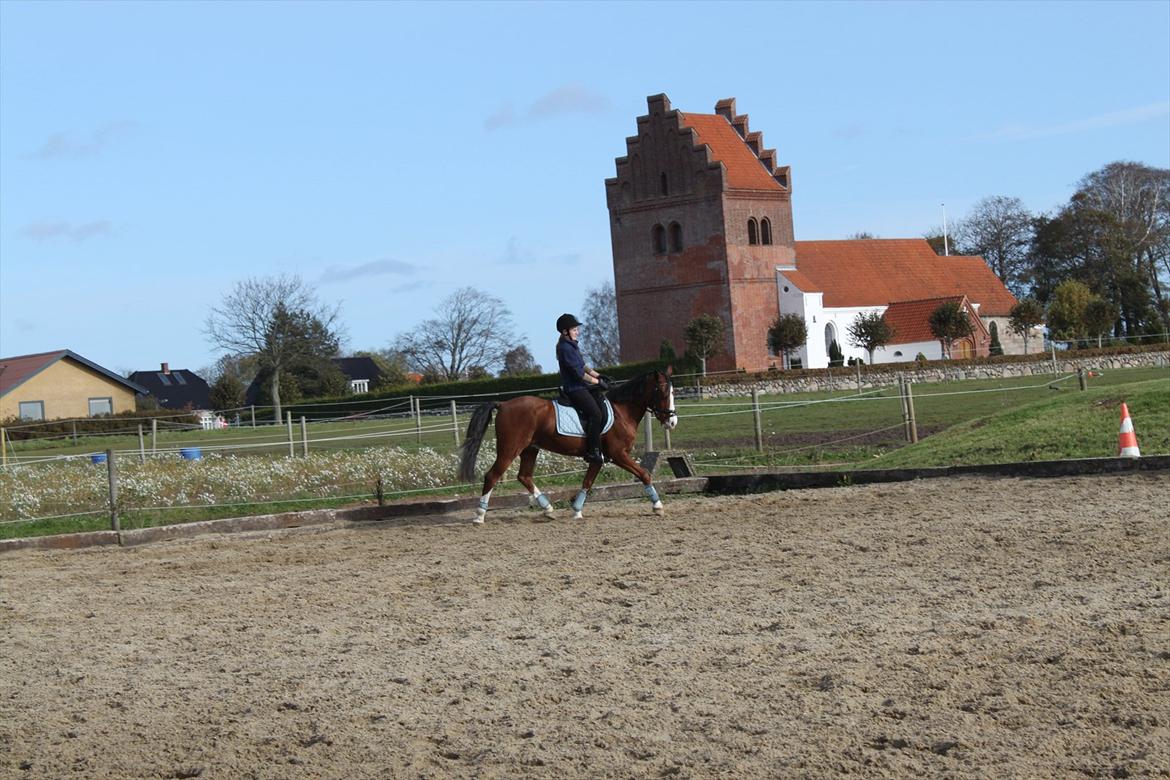 Anden særlig race Adoni - Træning ude ved berider Hanne Dale :) 2010 billede 13