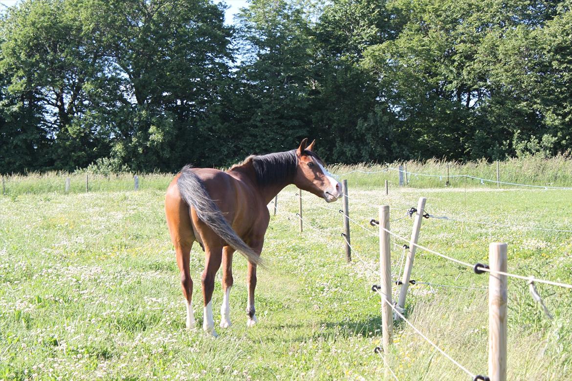 Anden særlig race Adoni - Adoni på fold en dejlig sommerdag (: billede 2