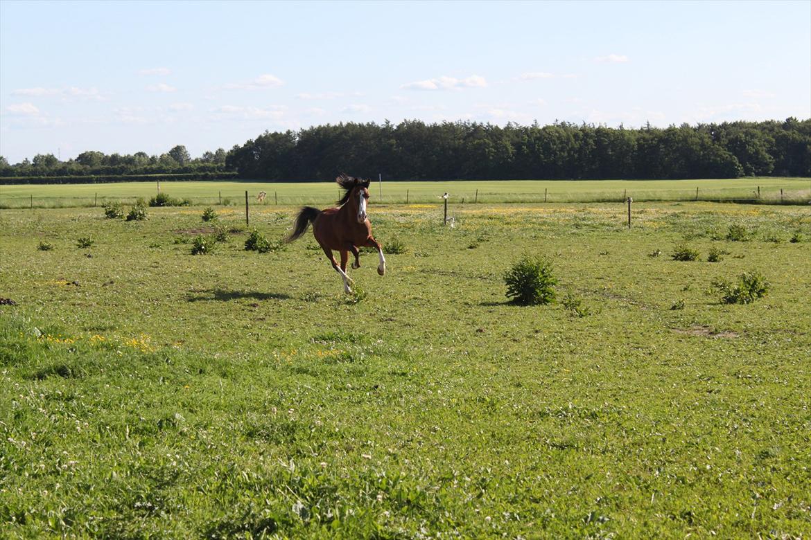 Anden særlig race Adoni - Adoni i fuld galop på marken :)  billede 14