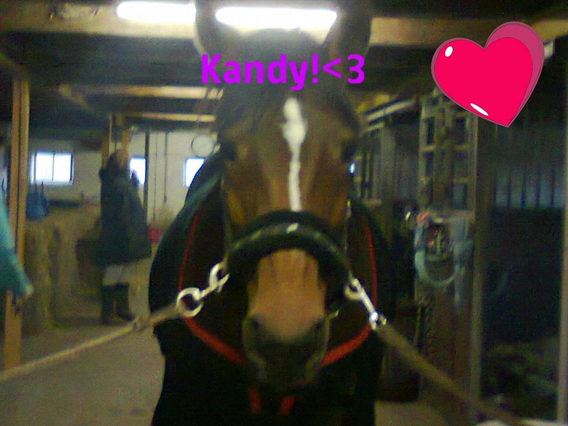 Hollandsk Sportspony Kandy<3 R.I.P.savnes!<3 billede 6