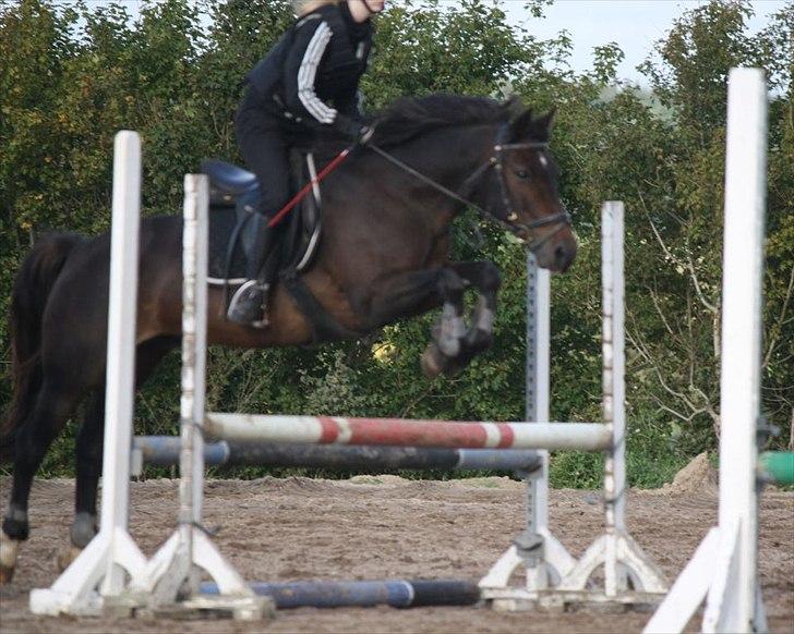 New Forest Dusty<3  ( HoppeBolden) - Cause there'll be no sunshine if i lose you baby..
taget af lisa Jørgensen :) billede 9