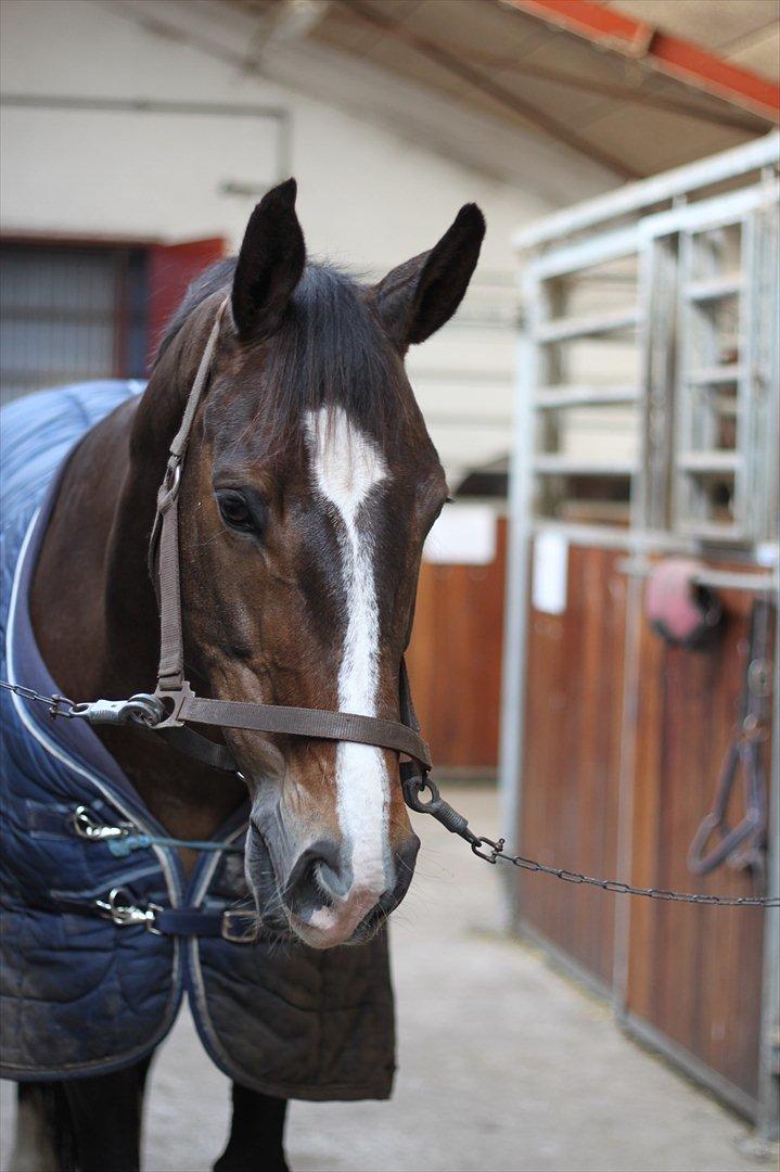 Dansk Varmblod Kærsholms Landkaster - 12. januar 2012 || Foto: Josefine Lærke Jørgensen billede 14