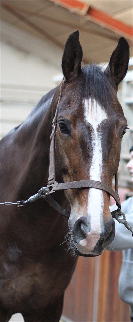 Dansk Varmblod Kærsholms Landkaster - 12 januar 2012 || Foto: Josefine Lærke Jørgensen billede 1