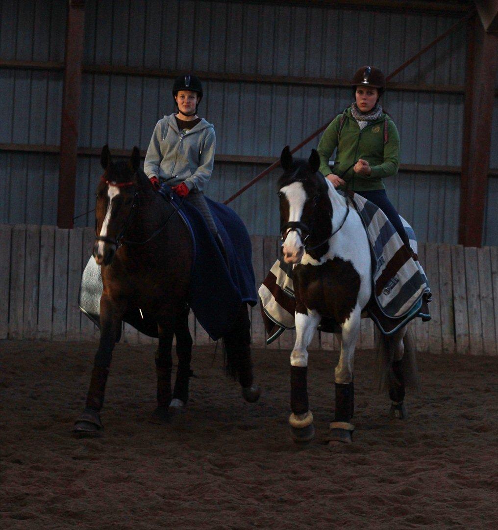Dansk Varmblod Kærsholms Landkaster - 12. januar 2012 || Foto: Josefine Lærke Jørgensen billede 15