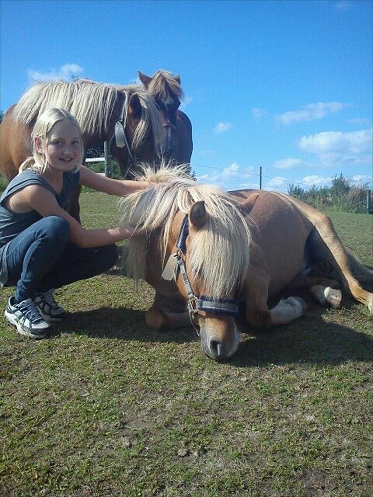 Anden særlig race smørblomst<3 savnes!(solgt) - du er den smukkeste i verden!<3 
foto: Emilie!=)<33 billede 19