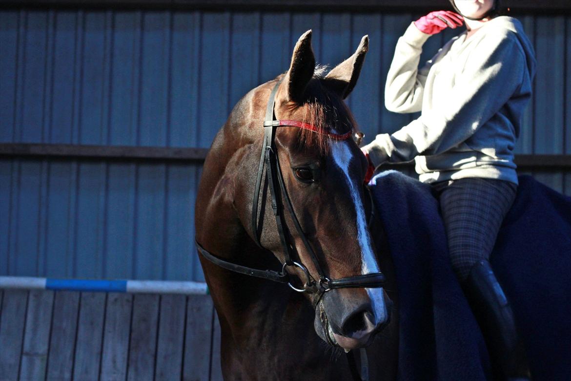 Dansk Varmblod Kærsholms Landkaster - 12. januar 2012 || Foto: Josefine Lærke Jørgensen billede 16