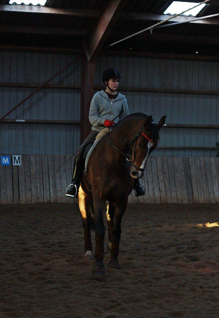 Dansk Varmblod Kærsholms Landkaster - Schenkelvigning || 12. januar 2012 || Foto: Josefine Lærke Jørgensen billede 17