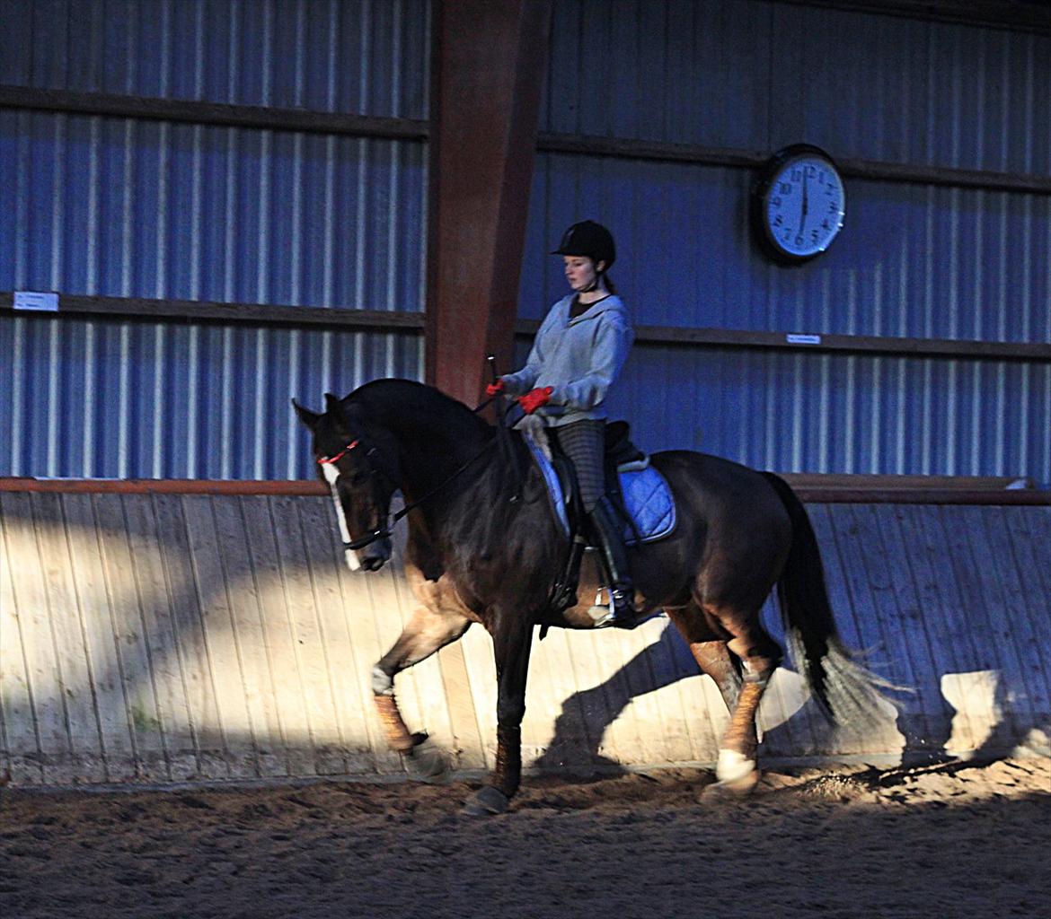 Dansk Varmblod Kærsholms Landkaster - Trav || 12. januar 2012 || Foto: Josefine Lærke Jørgensen billede 18