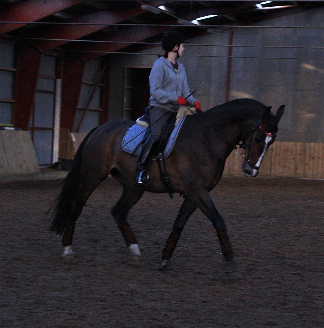 Dansk Varmblod Kærsholms Landkaster - 12. januar 2012 || Foto: Josefine Lærke Jørgensen billede 6