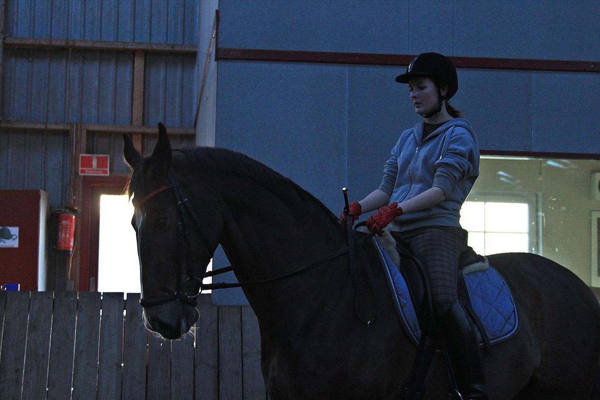 Dansk Varmblod Kærsholms Landkaster - 12. januar 2012 || Foto: Josefine Lærke Jørgensen billede 19
