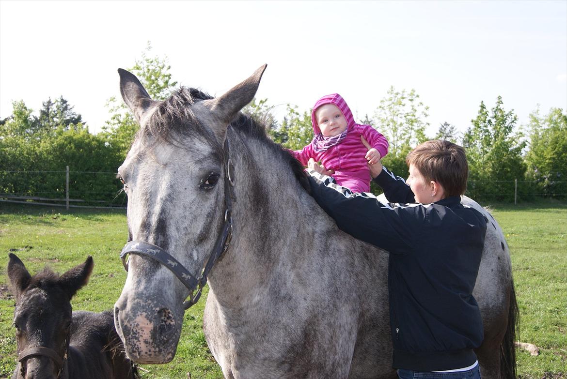 Knabstrupper Plaisir billede 5