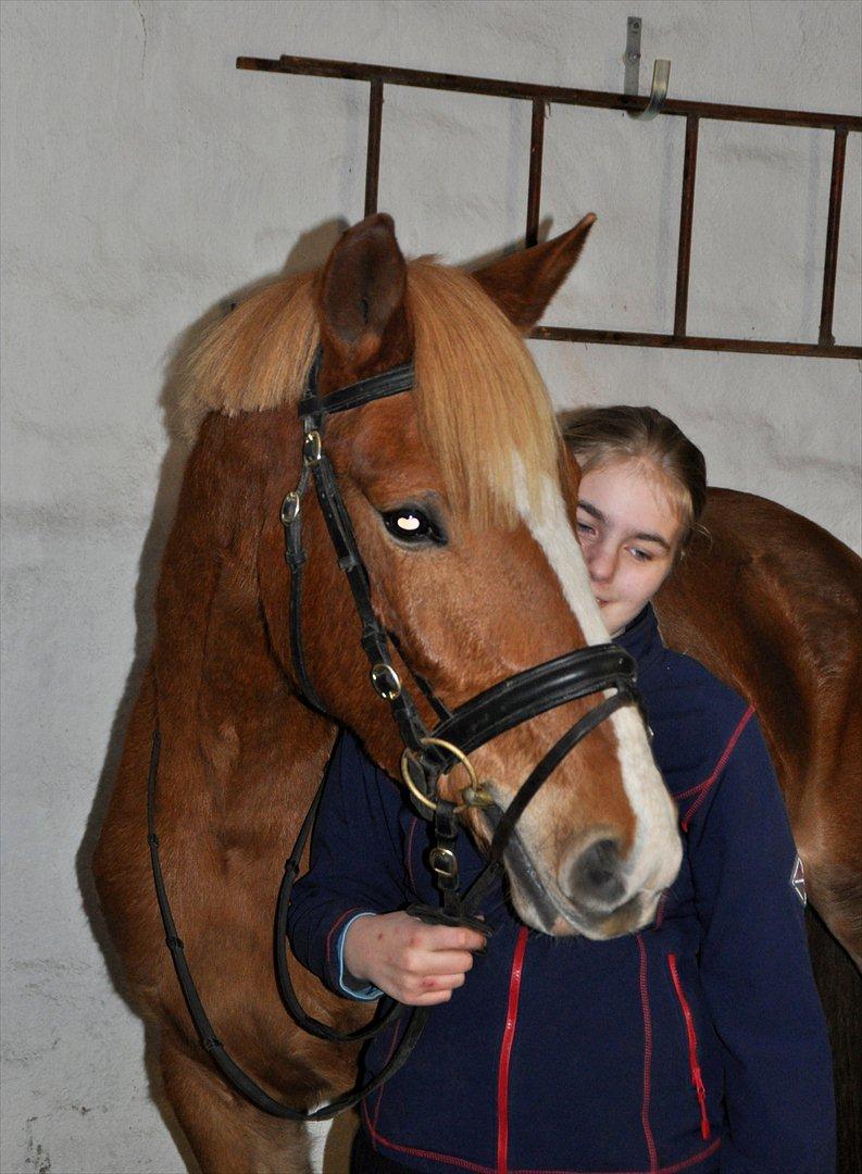 Frederiksborg Stald Caka´s Sanina billede 13