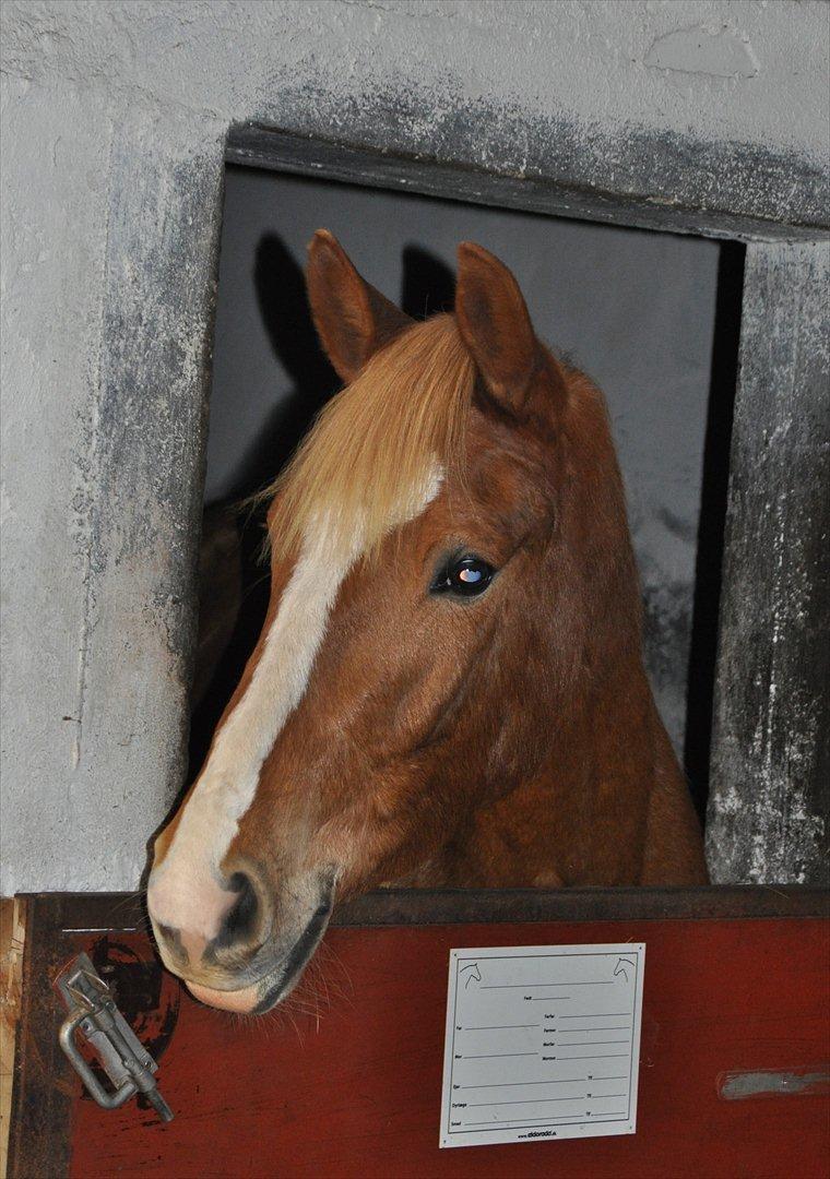 Frederiksborg Stald Caka´s Sanina billede 16