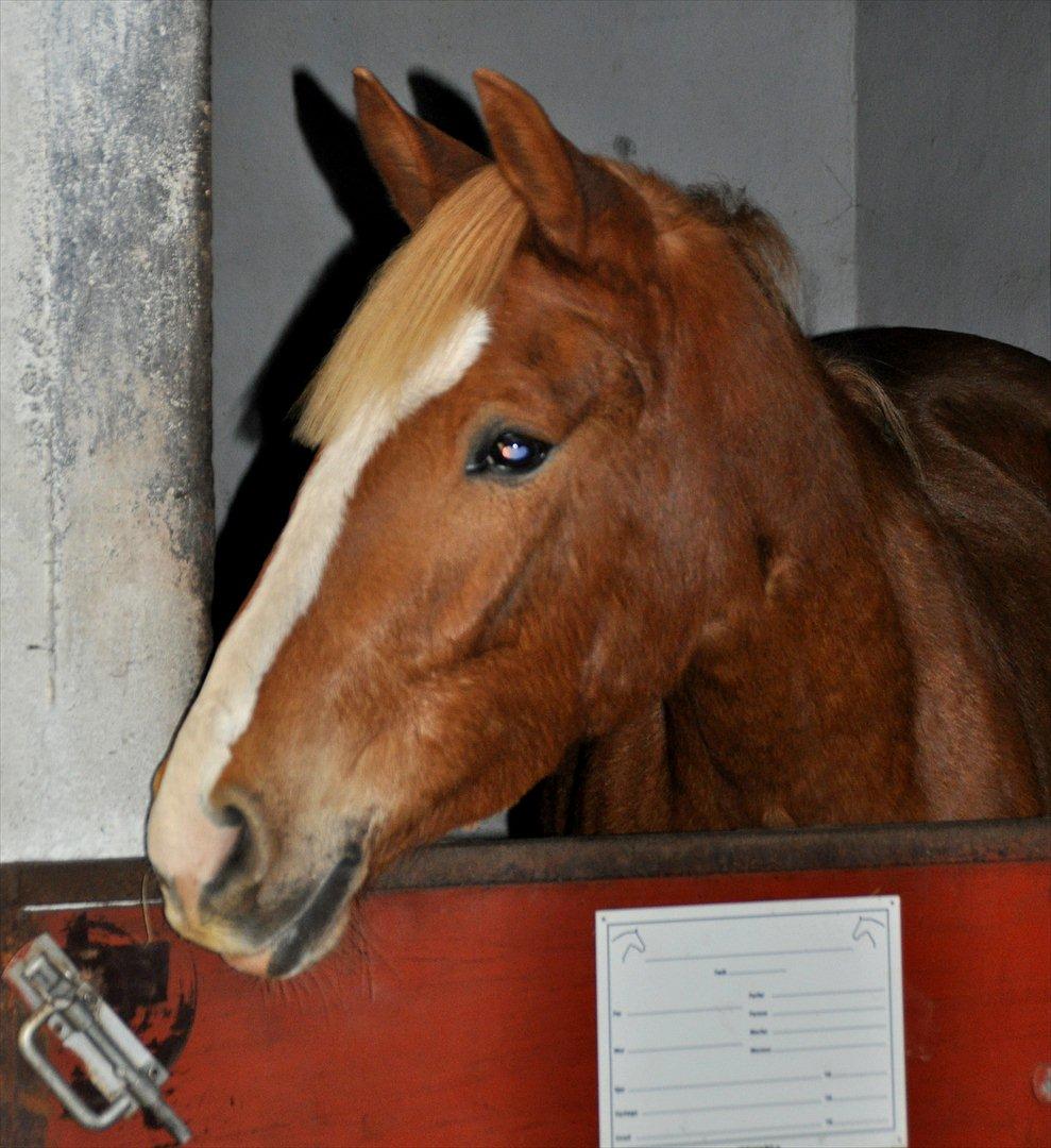 Frederiksborg Stald Caka´s Sanina billede 17