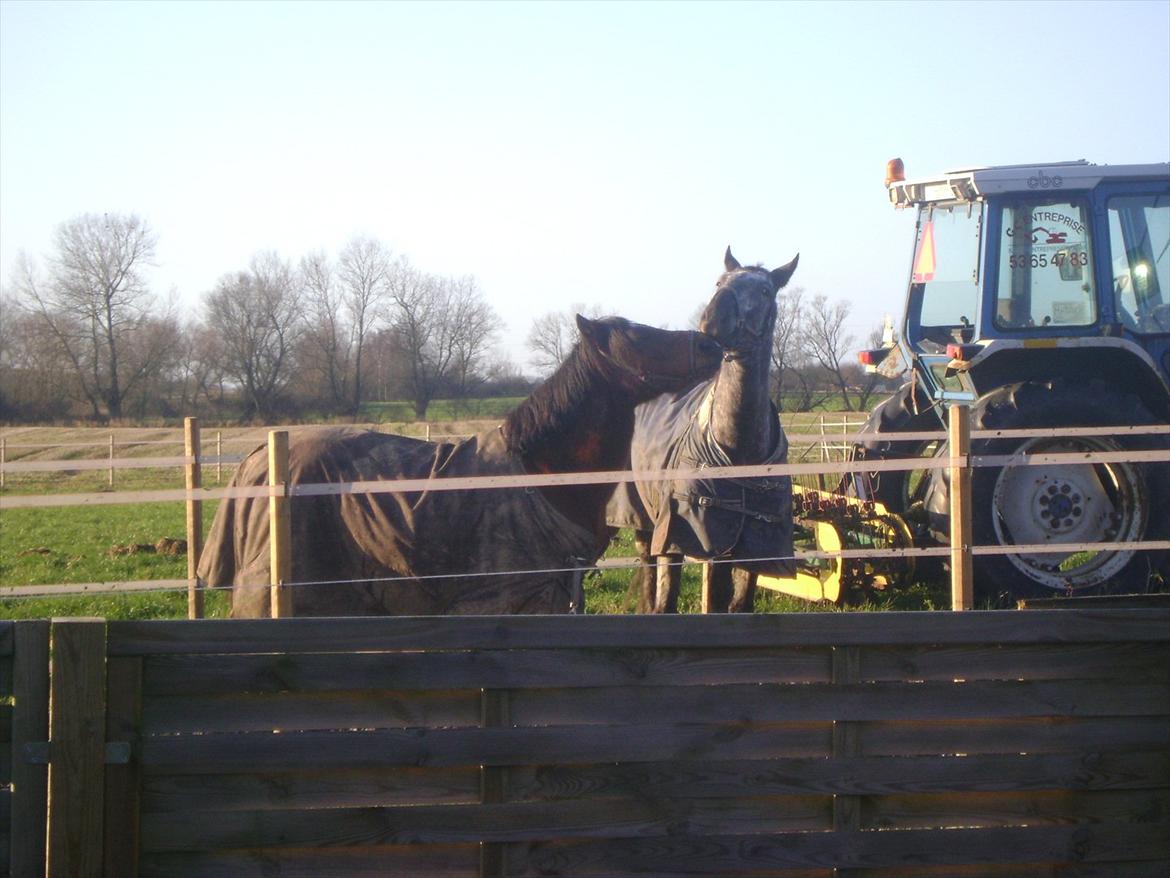 Welsh Cob (sec D) H. A´kato - lege barnet kato billede 16