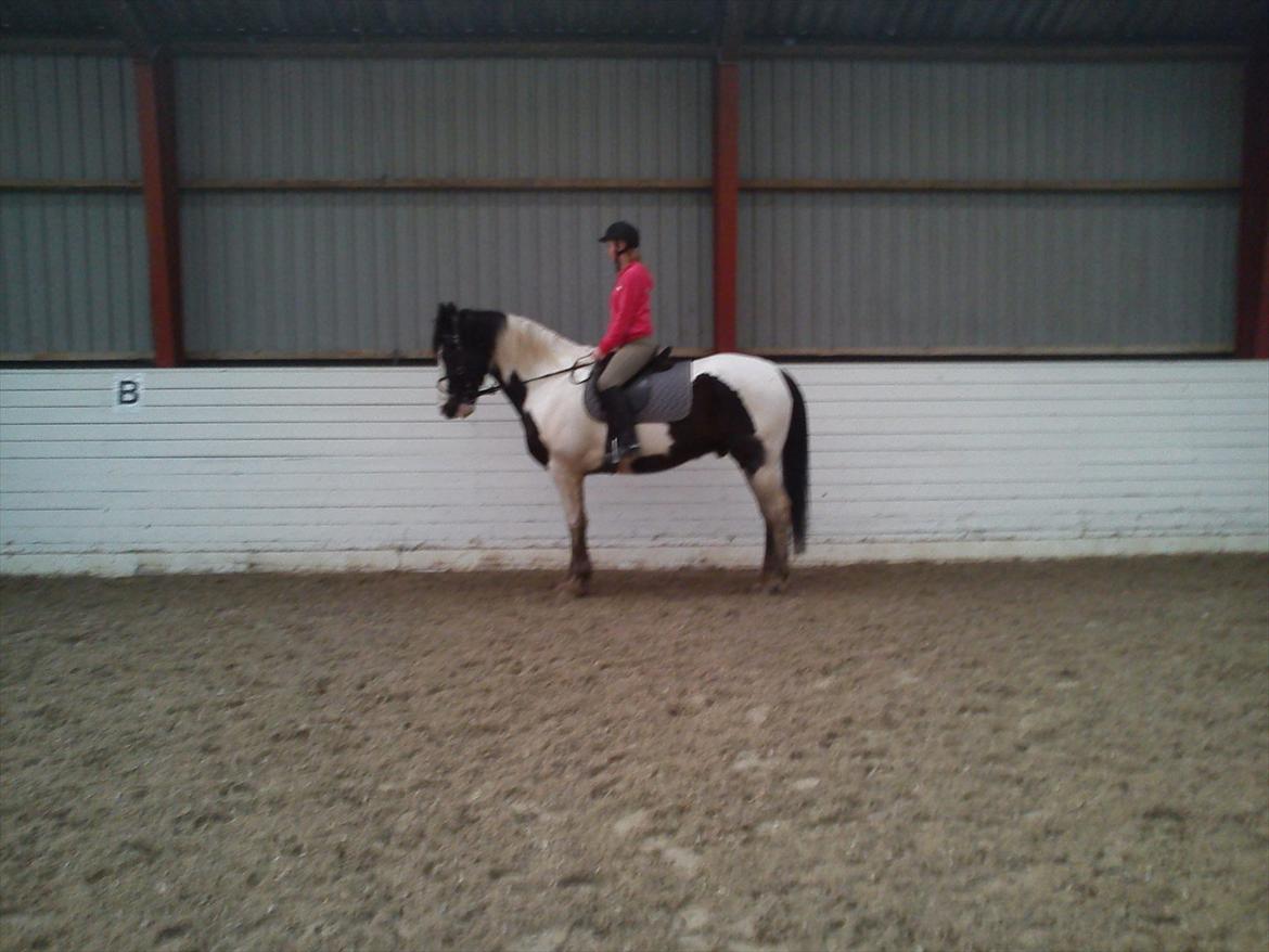 Anden særlig race laban/panda billede 16