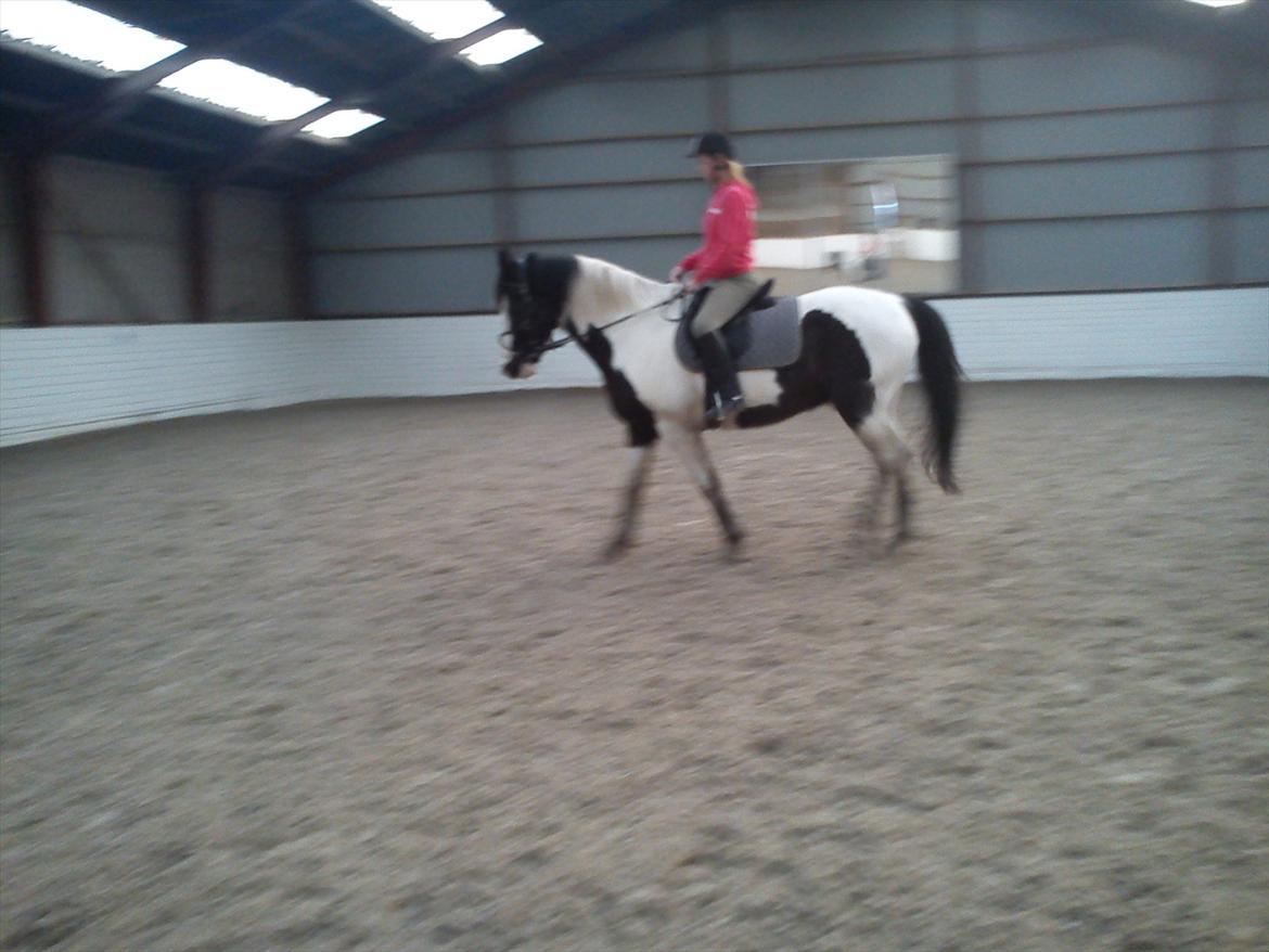 Anden særlig race laban/panda billede 17