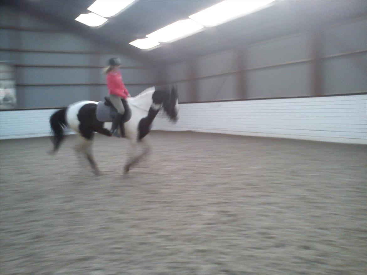 Anden særlig race laban/panda billede 18