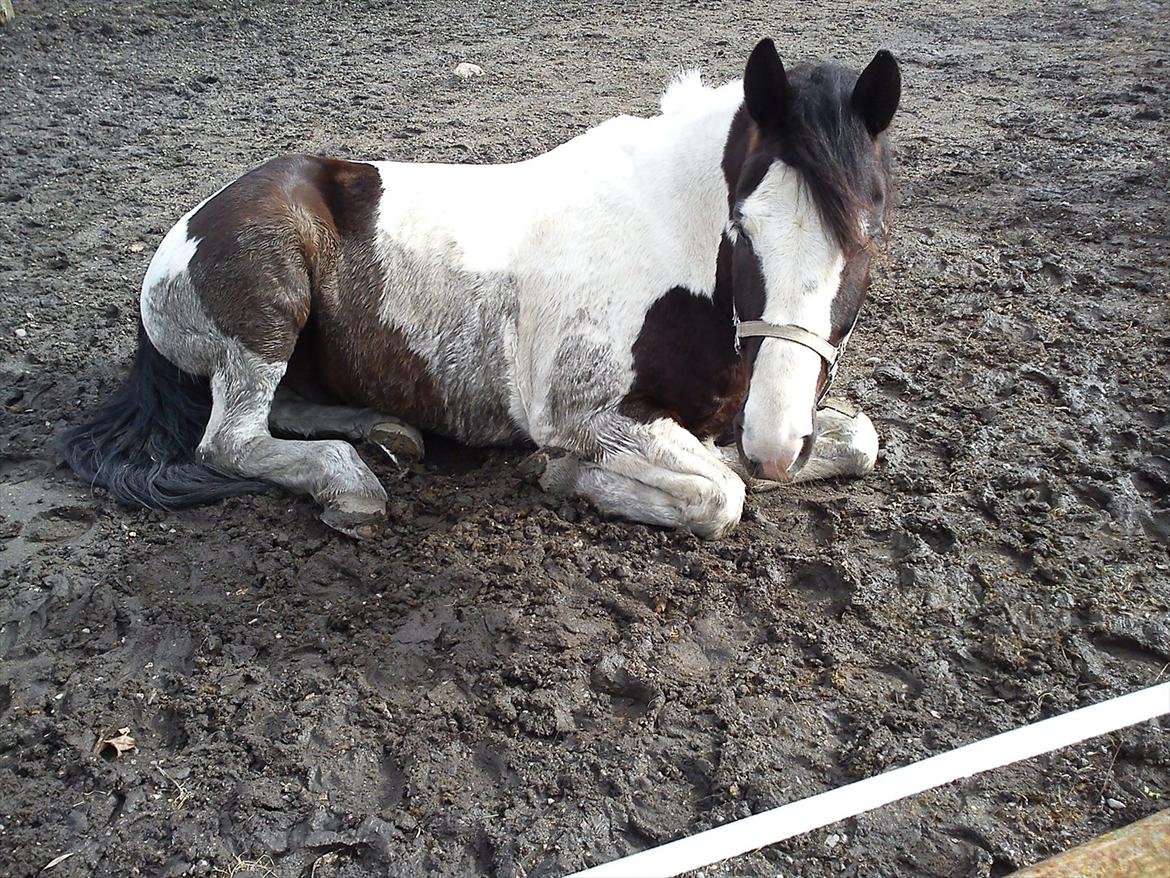 Anden særlig race laban/panda billede 19