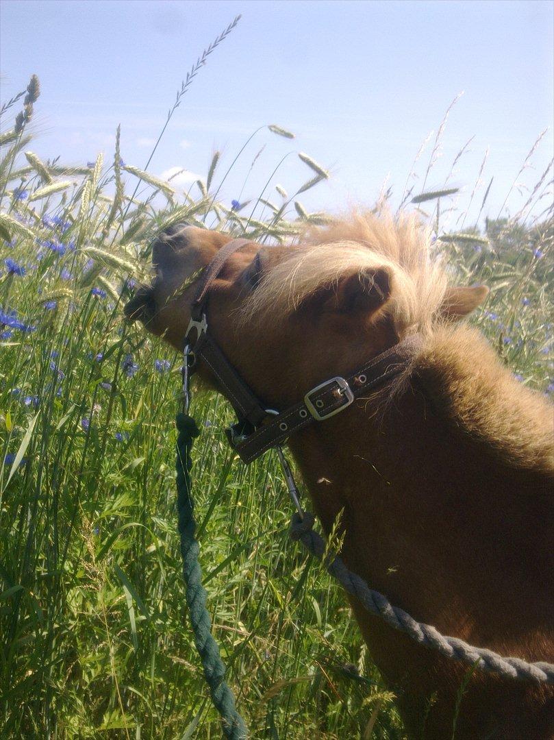 Shetlænder Magnus billede 2