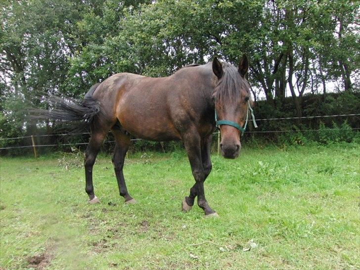 Traver Rabel  billede 3