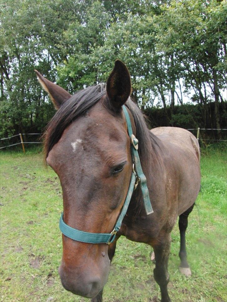 Traver Rabel  billede 4