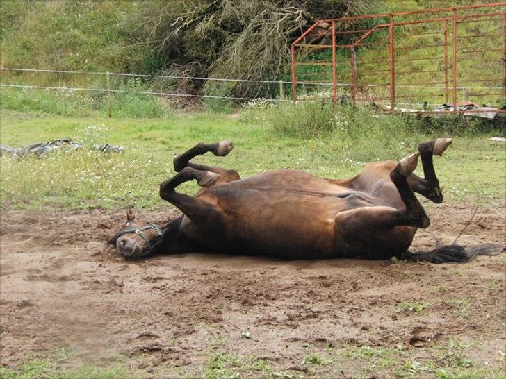 Traver Rabel  billede 5