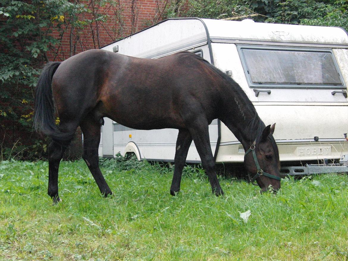 Traver Rabel  billede 7