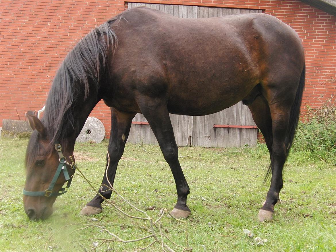 Traver Rabel  billede 8