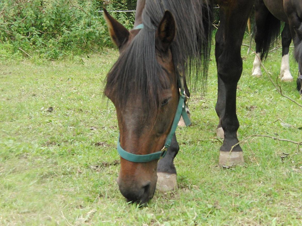 Traver Rabel  billede 9