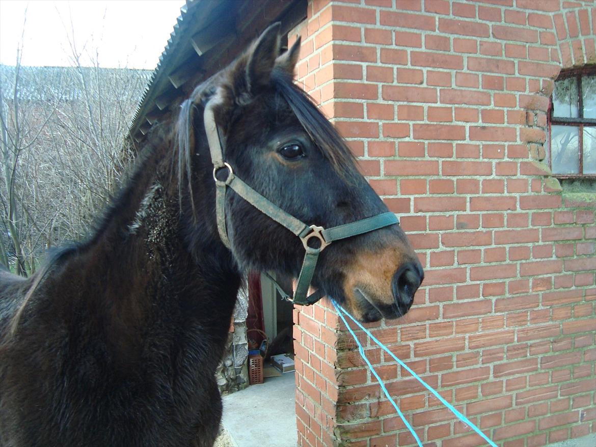 Traver Rabel  billede 10