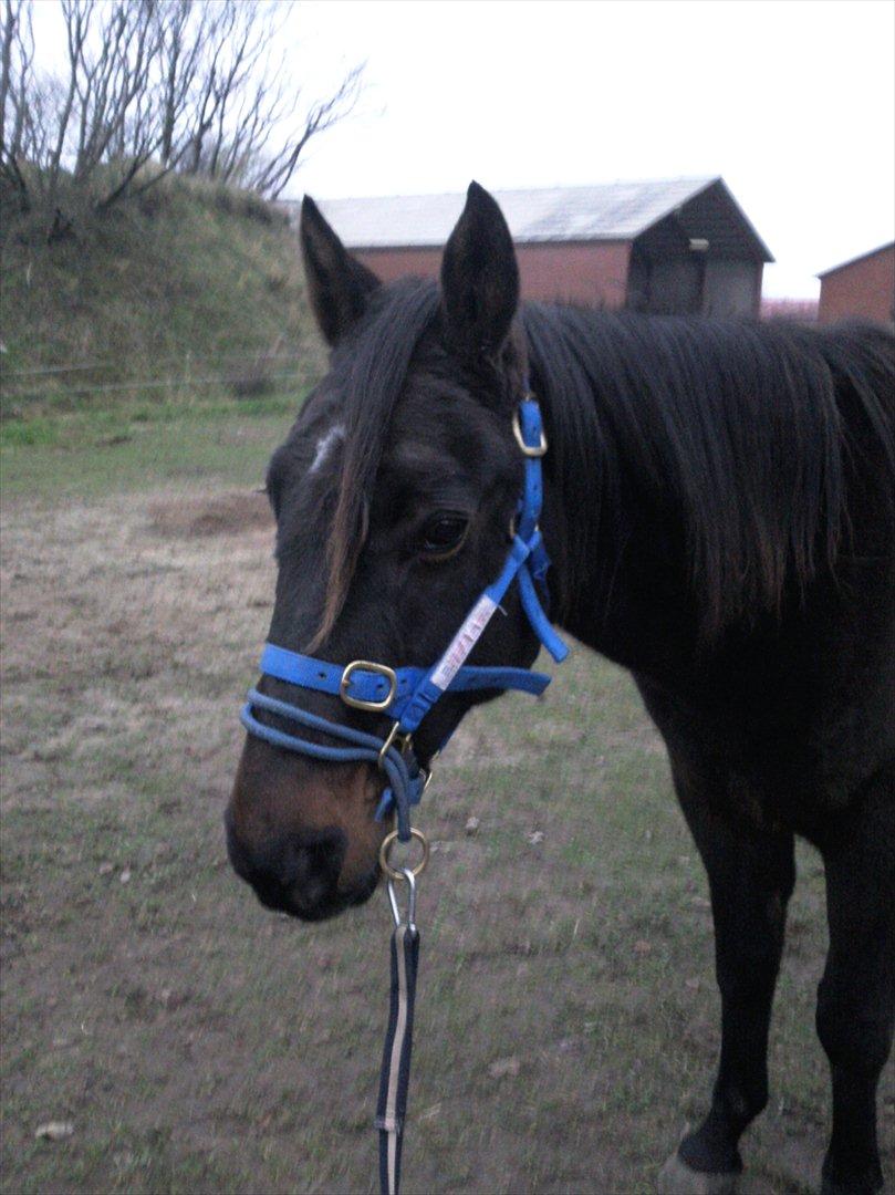 Traver Rabel  billede 11