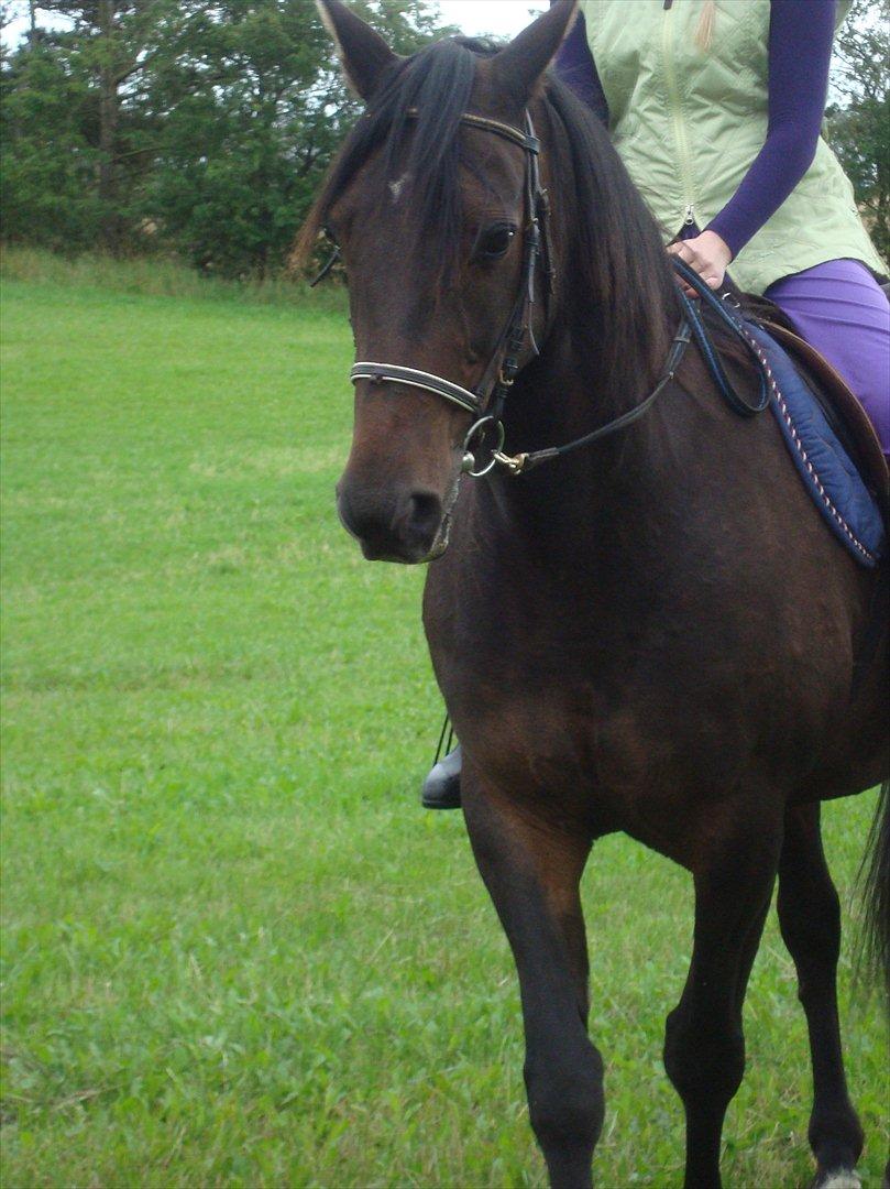 Traver Rabel  billede 12