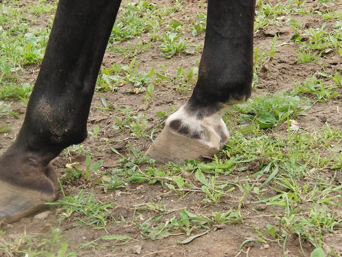 Traver Rabel  billede 14