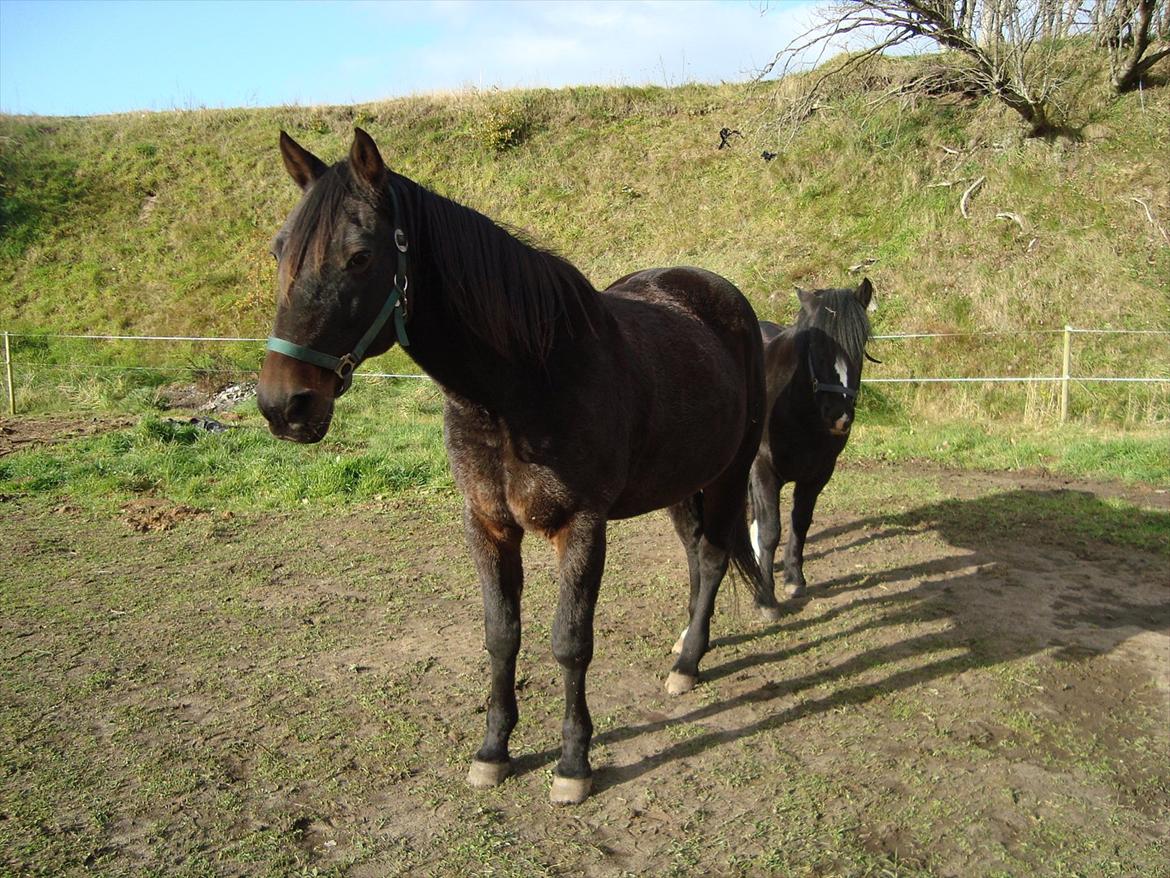 Traver Rabel  billede 15